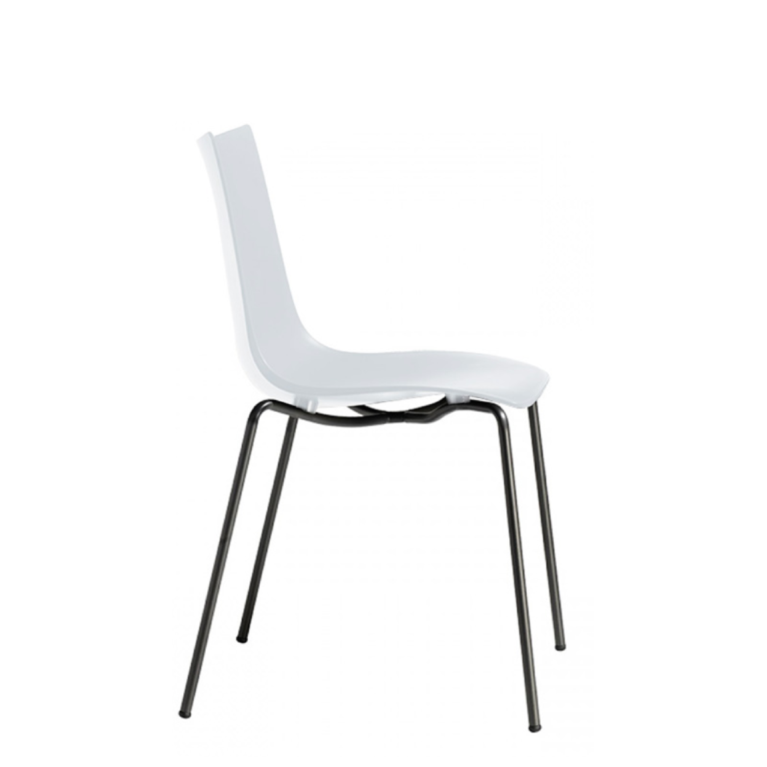 Zebra - Image 8